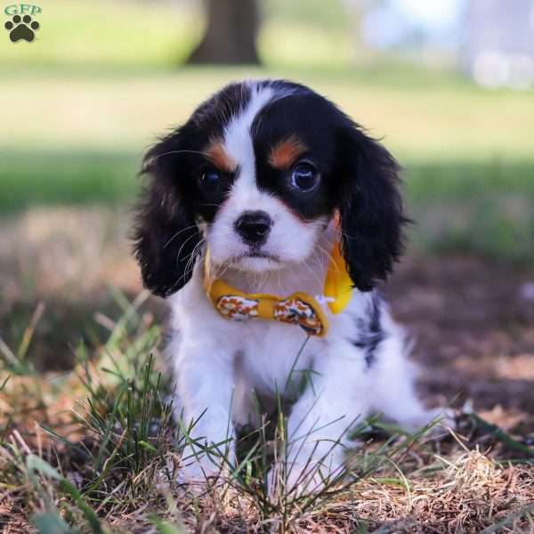 Archie, Cavalier King Charles Spaniel Puppy